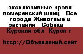 эксклюзивные крови-померанский шпиц - Все города Животные и растения » Собаки   . Курская обл.,Курск г.